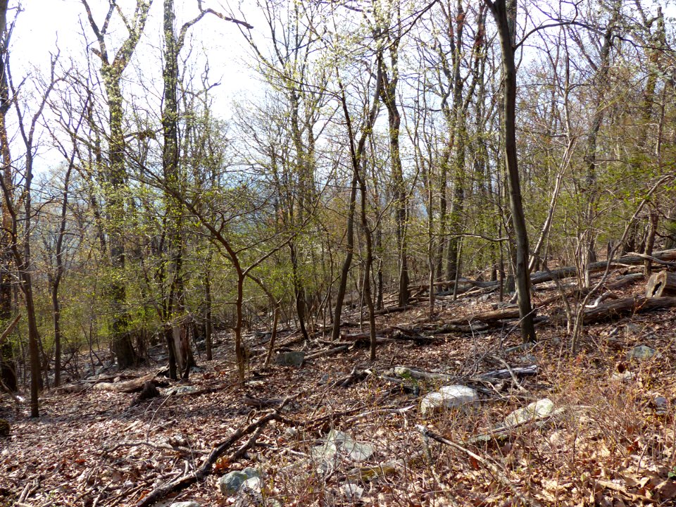 Dry-Mesic Chestnut Oak - Northern Red Oak Forest at Harpers Ferry NHP