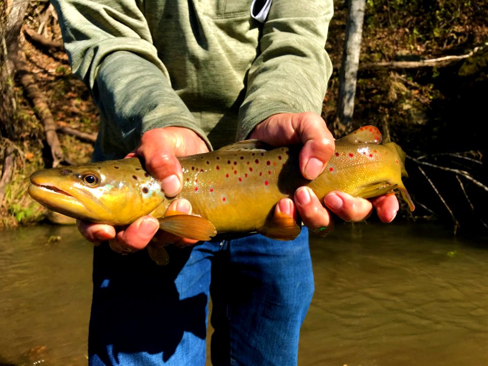 Brown Trout caught on Driftless Area National Wildlife Refuge
