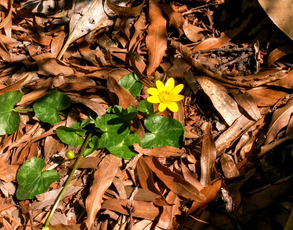Lesser celandine / Fig buttercup