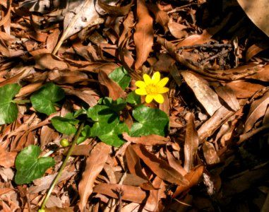 Lesser celandine / Fig buttercup