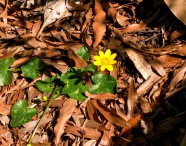 Lesser celandine / Fig buttercup photo