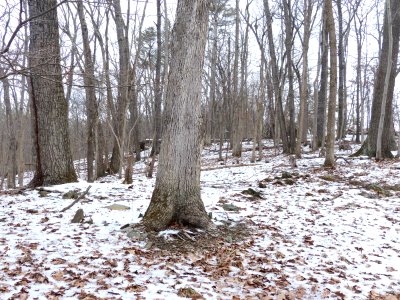 Basic Oak - Hickory Forest at Harpers Ferry NHP