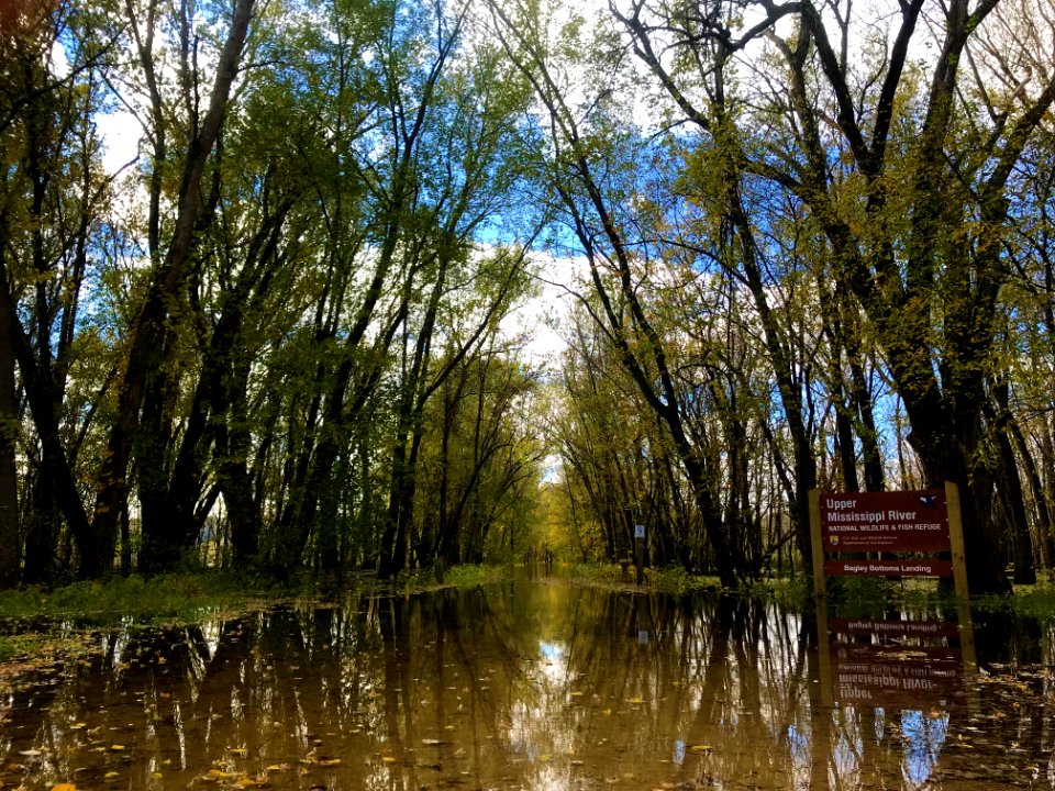 Spring flood waters in Bagley Bottoms on Upper Mississippi National Wildlife Refuge's McGregor District