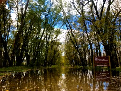 Spring flood waters in Bagley Bottoms on Upper Mississippi National Wildlife Refuge's McGregor District