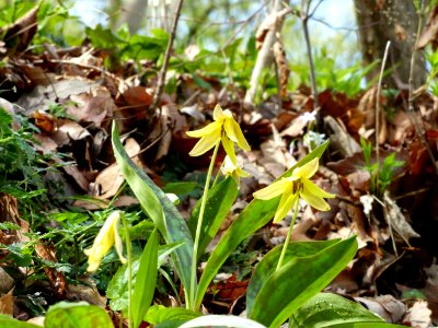 Yellow trout-lily photo