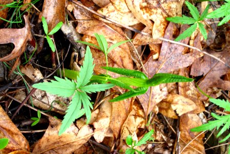 Jack-in-the-pulpit unfurling in spring (with cutleaf toothwort)