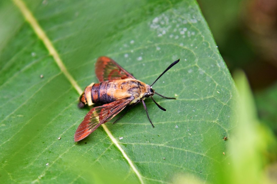 Hummingbird Clearwing Moth