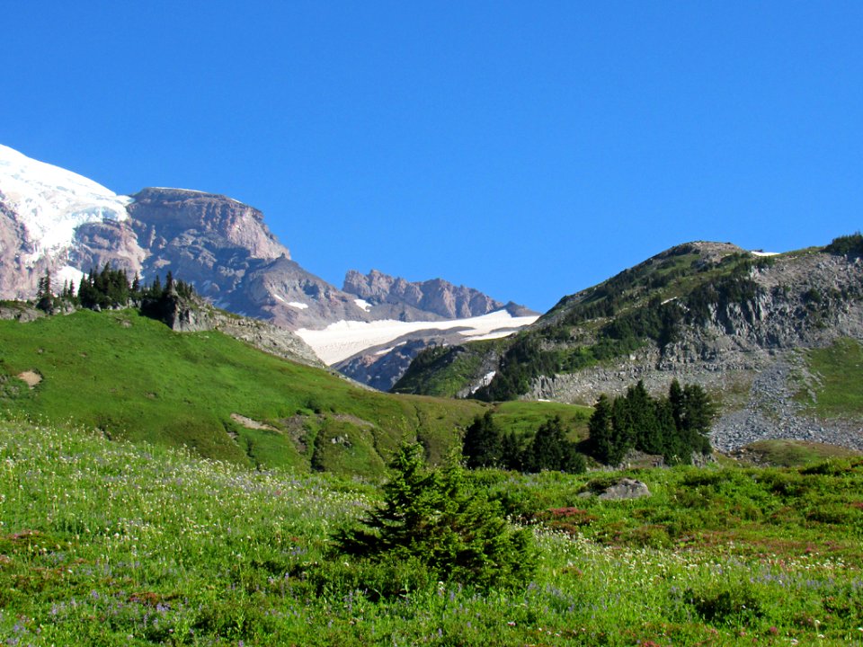 Wildflowers on Skyline Trail at Mt. Rainier NP in WA