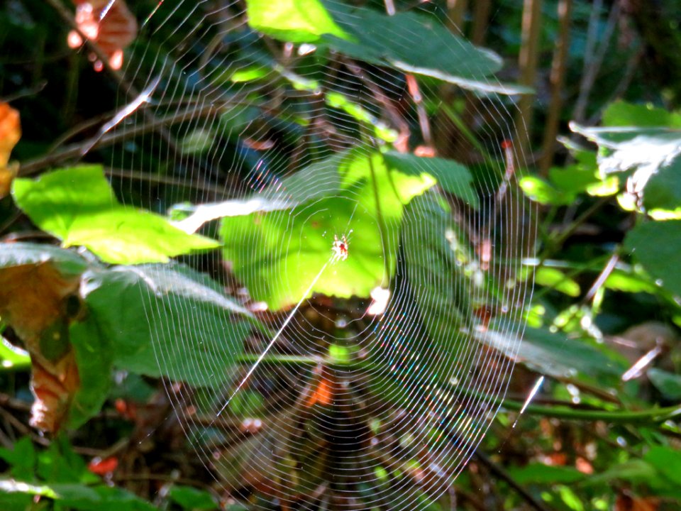 Spider Web
