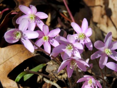 Sharp-lobed hepatica