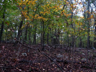 Dry-Mesic Chestnut Oak - Northern Red Oak Forest at Harpers Ferry NHP in autumn