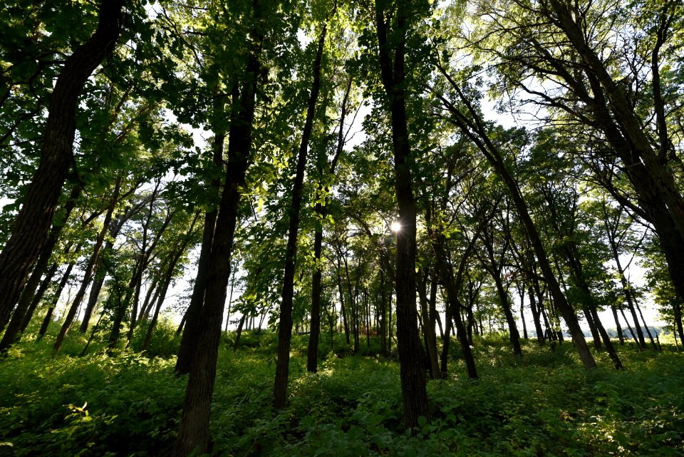 Woodland Trail at Sherburne National Wildlife Refuge