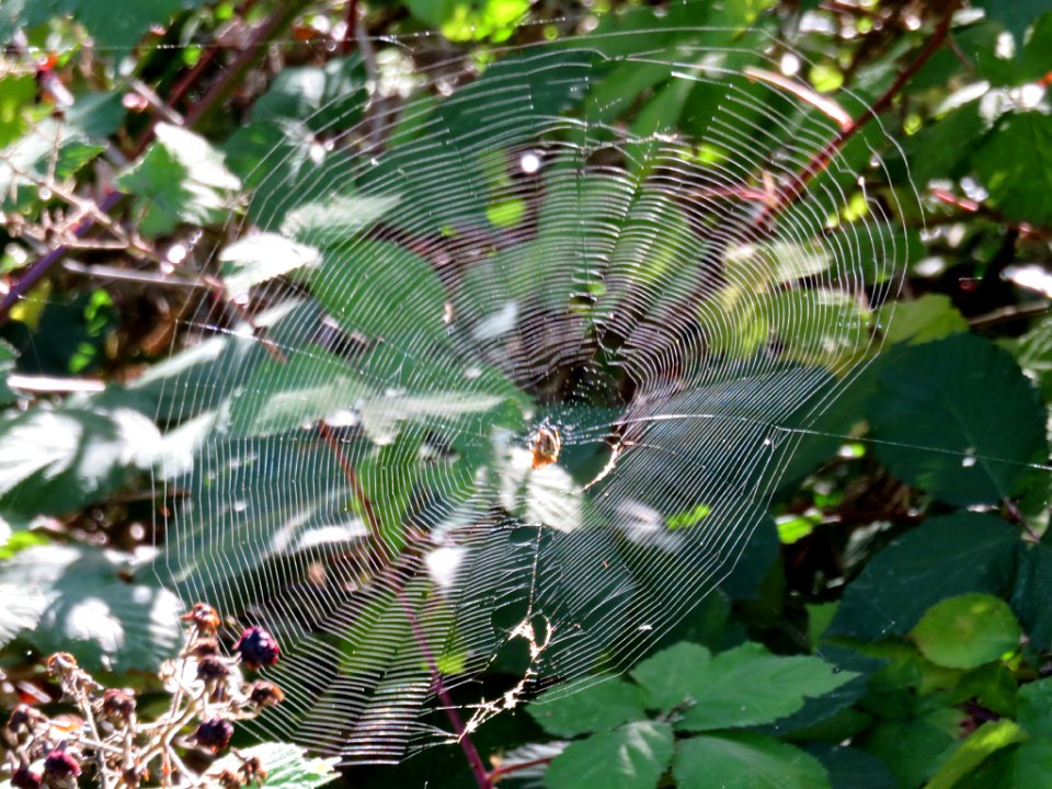 Spider Web