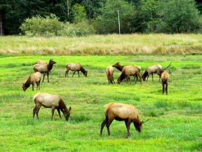 Elk Herd at Pacific Coast In OR