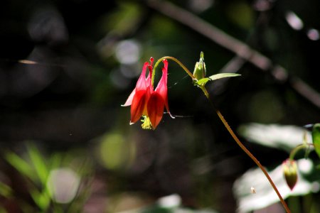 Blooming Columbine