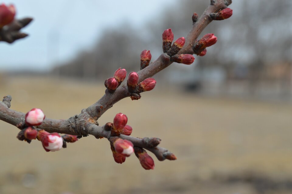 Views landscape spring