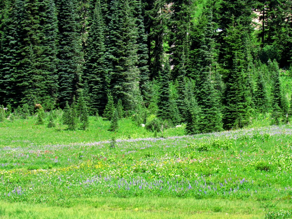 Tipsoo Lake Wildflowers at Mt. Rainier NP in WA