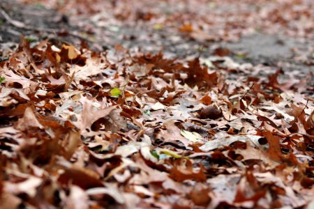 Fallen Oak Leaves photo