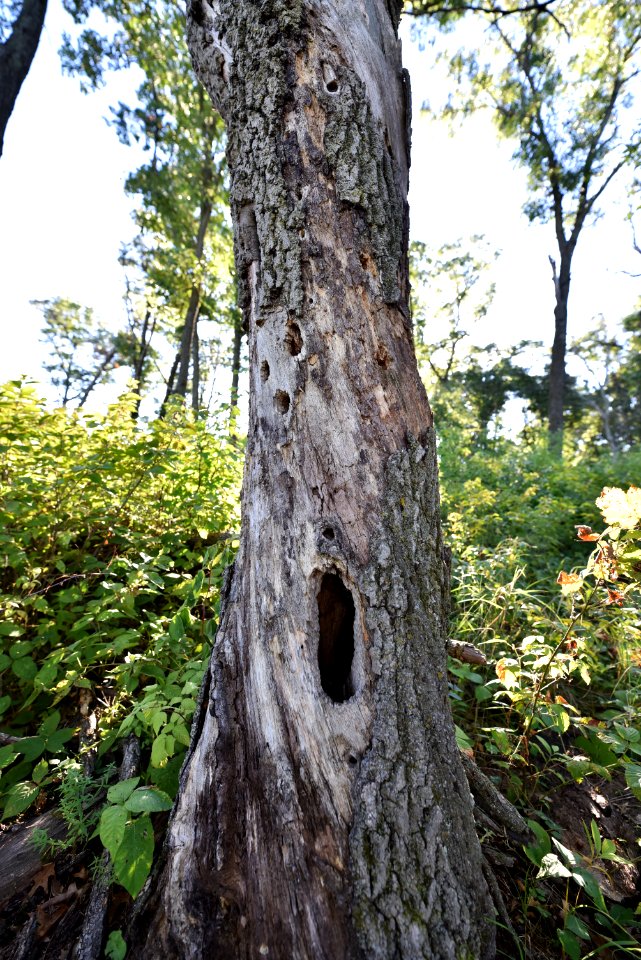Woodpecker tree at Sherburne National Wildlife Refuge