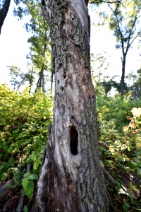 Woodpecker tree at Sherburne National Wildlife Refuge