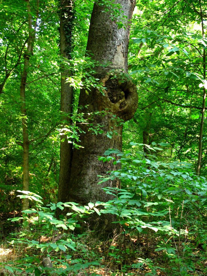 Rich Floodplain Forest at Harpers Ferry NHP