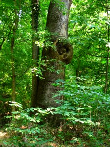 Rich Floodplain Forest at Harpers Ferry NHP