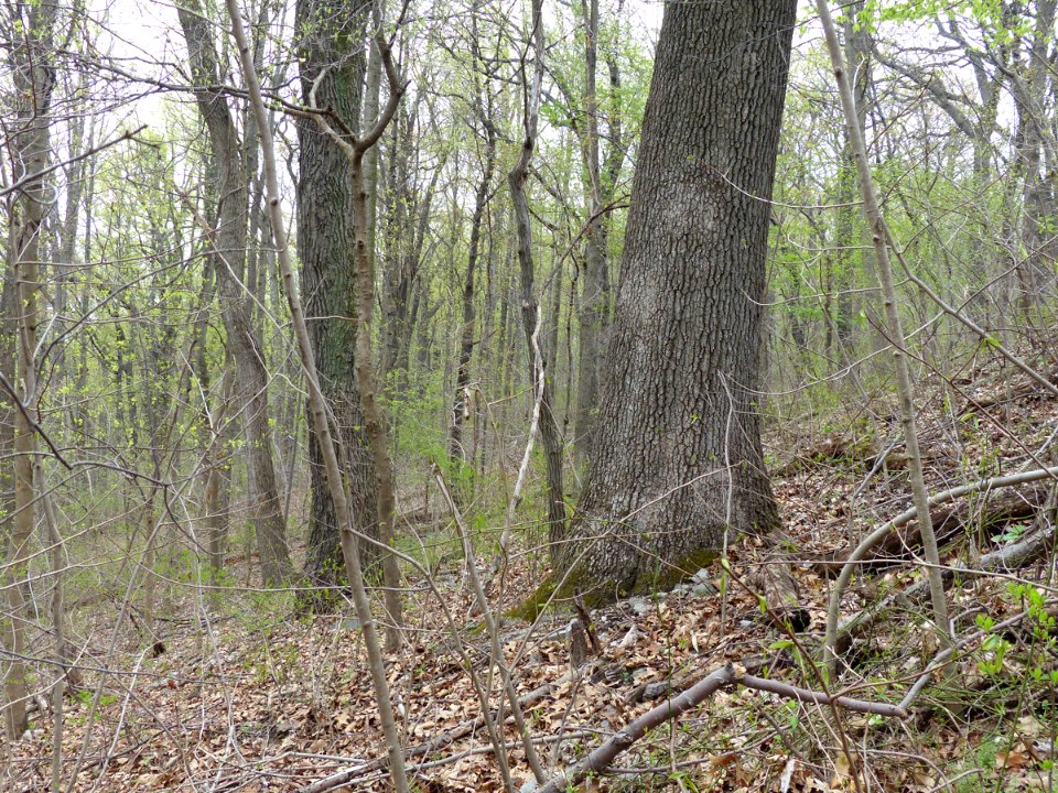 Basic Oak-Hickory Forest at Harpers Ferry NHP