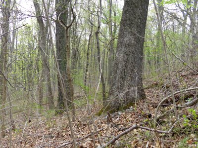 Basic Oak-Hickory Forest at Harpers Ferry NHP