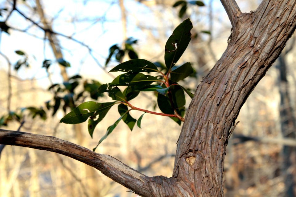 Mountain laurel