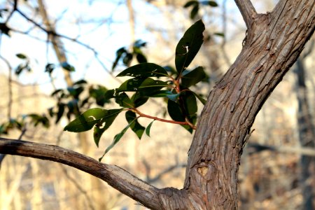 Mountain laurel photo