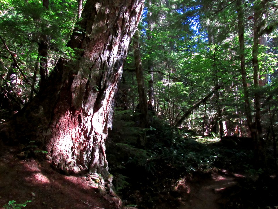 Falls Creek Falls Trail at Gifford Pinchot NF in WA