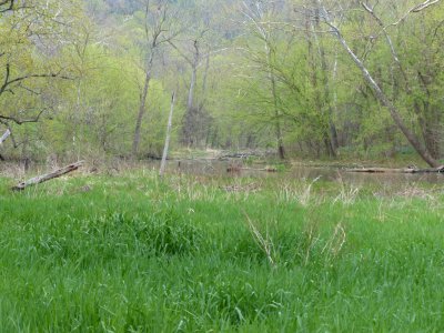 Reed canarygrass photo