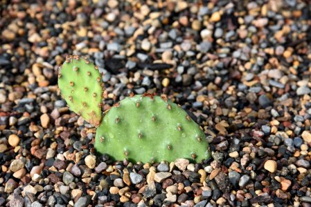 Eastern prickly pear cactus