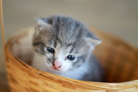 Kitten in basket cute cat