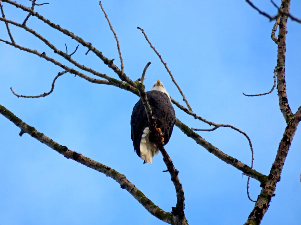 Eagle near Columbia River in Vancouver, WA