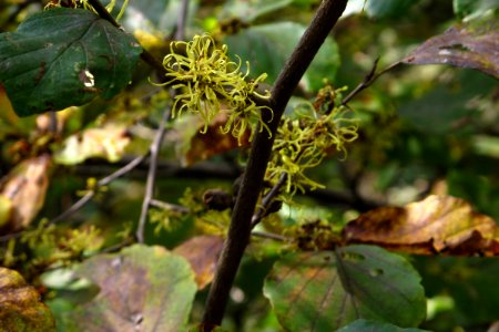 American witch-hazel