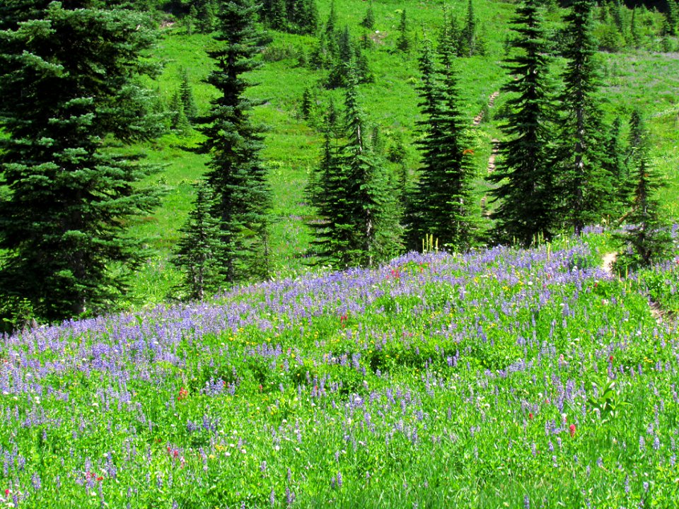 Tipsoo Lake Wildflowers at Mt. Rainier NP in WA