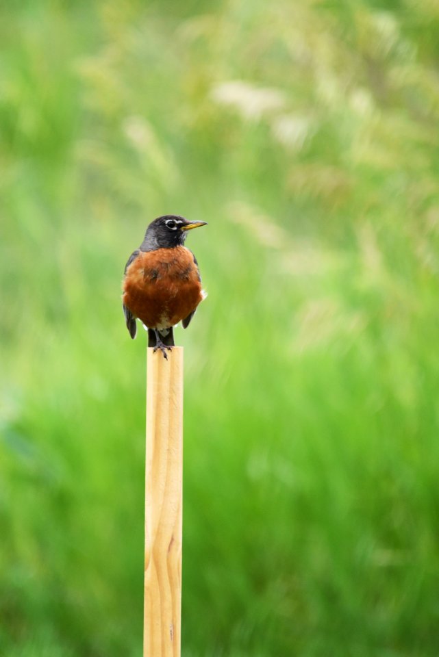 American robin photo