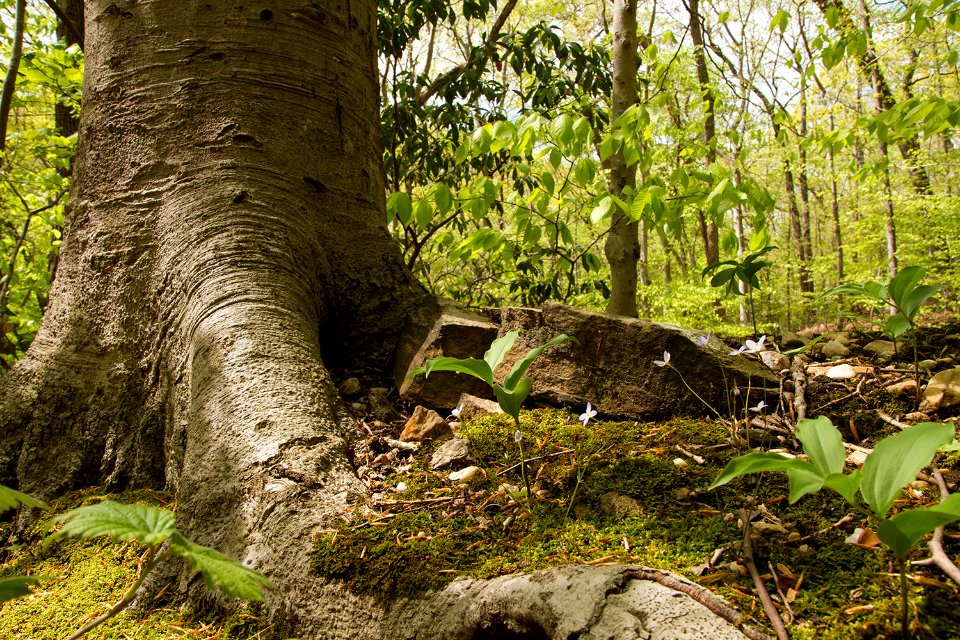 Oak - Beech / Heath Forest