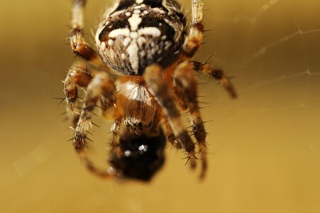 Spider lunch dining