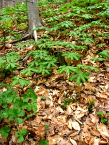 Mayapple, bloodroot, spring beauties