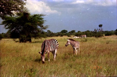 FOUND: Africa