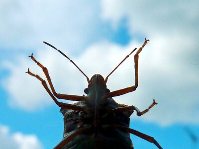 Chinch bugs field bugs bugs photo