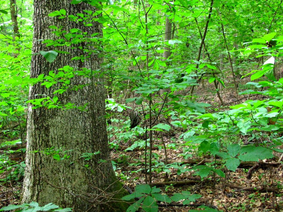 Basic Oak - Hickory Forest at Harpers Ferry NHP
