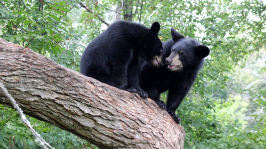 Playful Black Bears