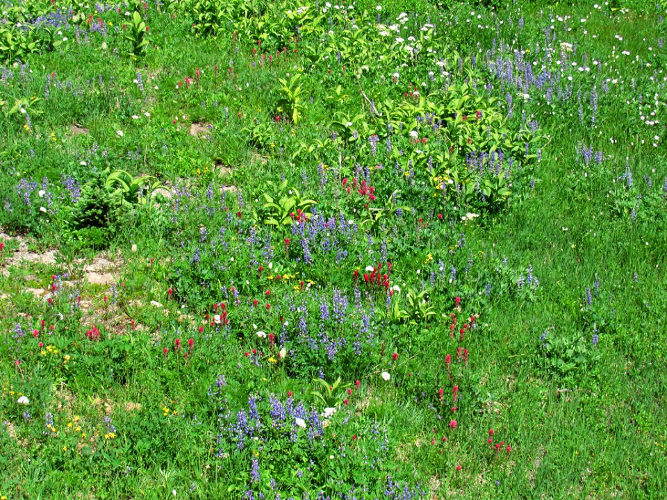 Tipsoo Lake Wildflowers at Mt. Rainier NP in WA