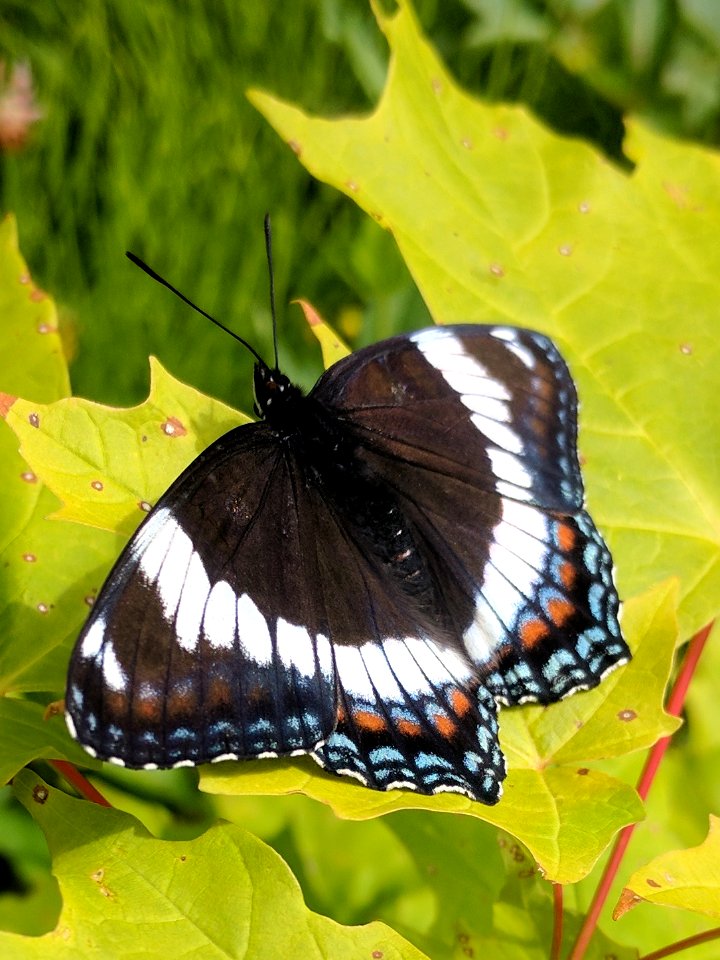 White Admiral