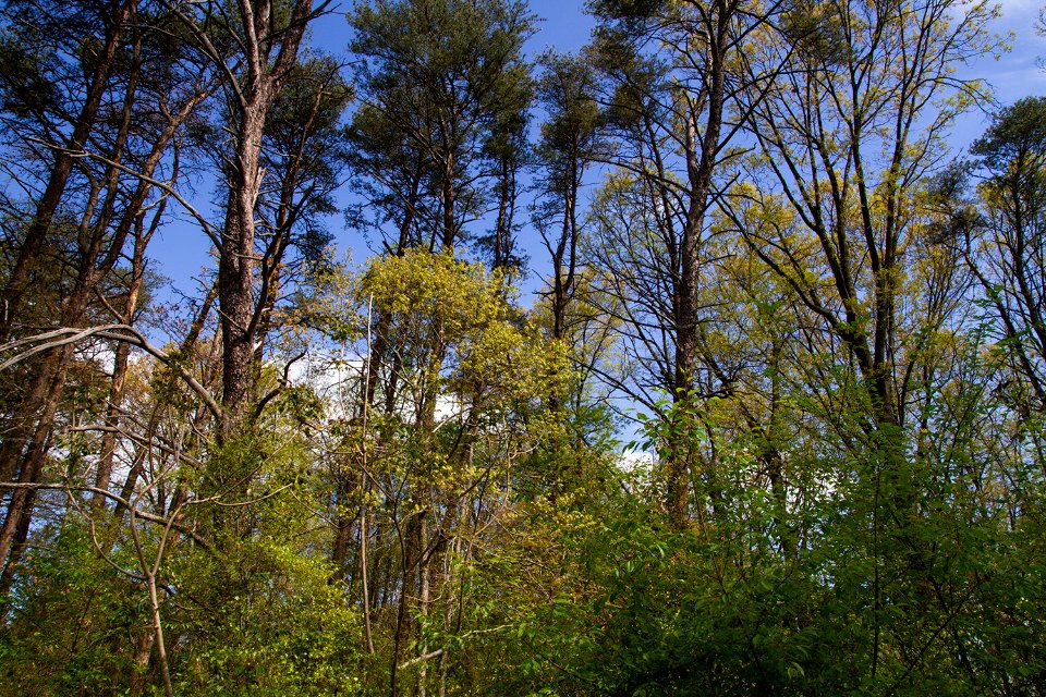 Coastal Plain Oak Forest