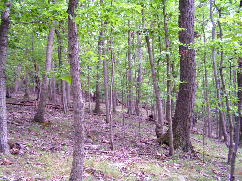 Chestnut Oak - Virginia Pine Woodland at Harpers Ferry NHP