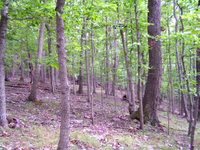 Chestnut Oak - Virginia Pine Woodland at Harpers Ferry NHP